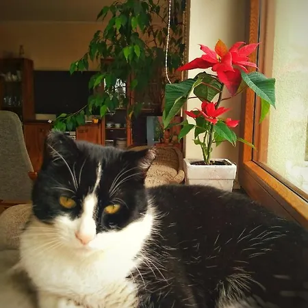 בית אירוח Home&slow Life גדנסק